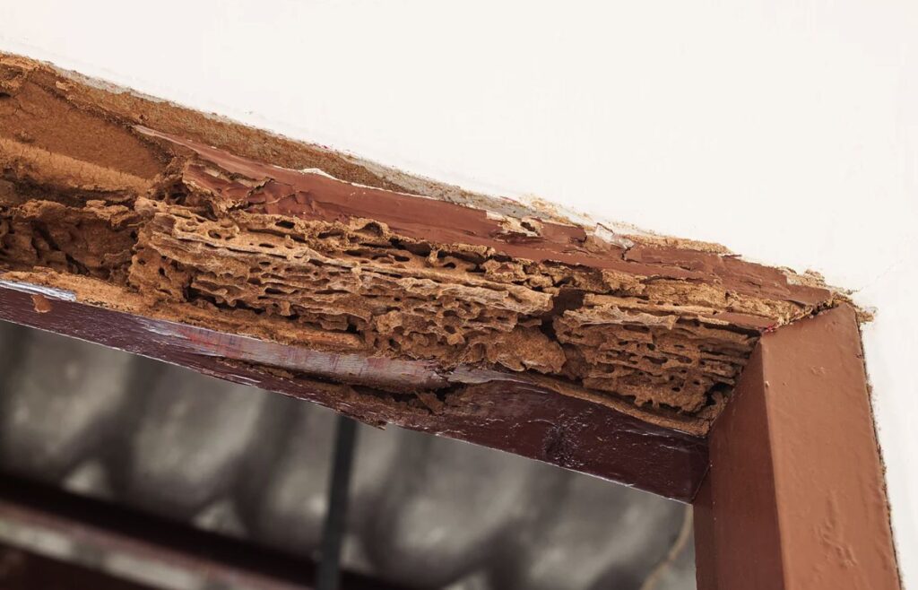 Home Termite Control Tips: How to Prevent Damage Between Inspections

