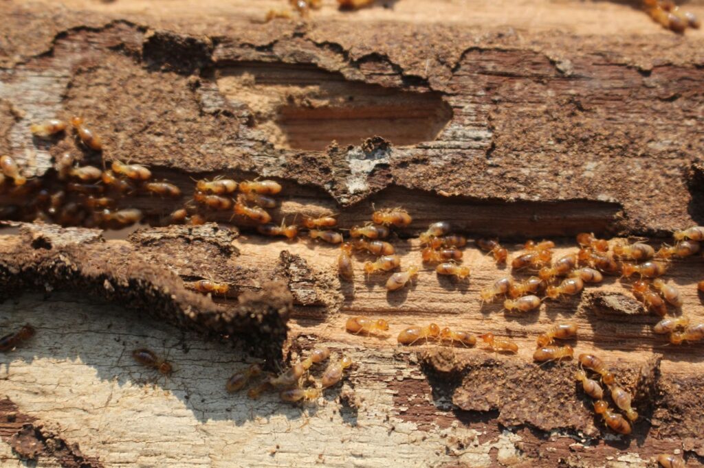 Home Termite Control Tips: How to Prevent Damage Between Inspections
