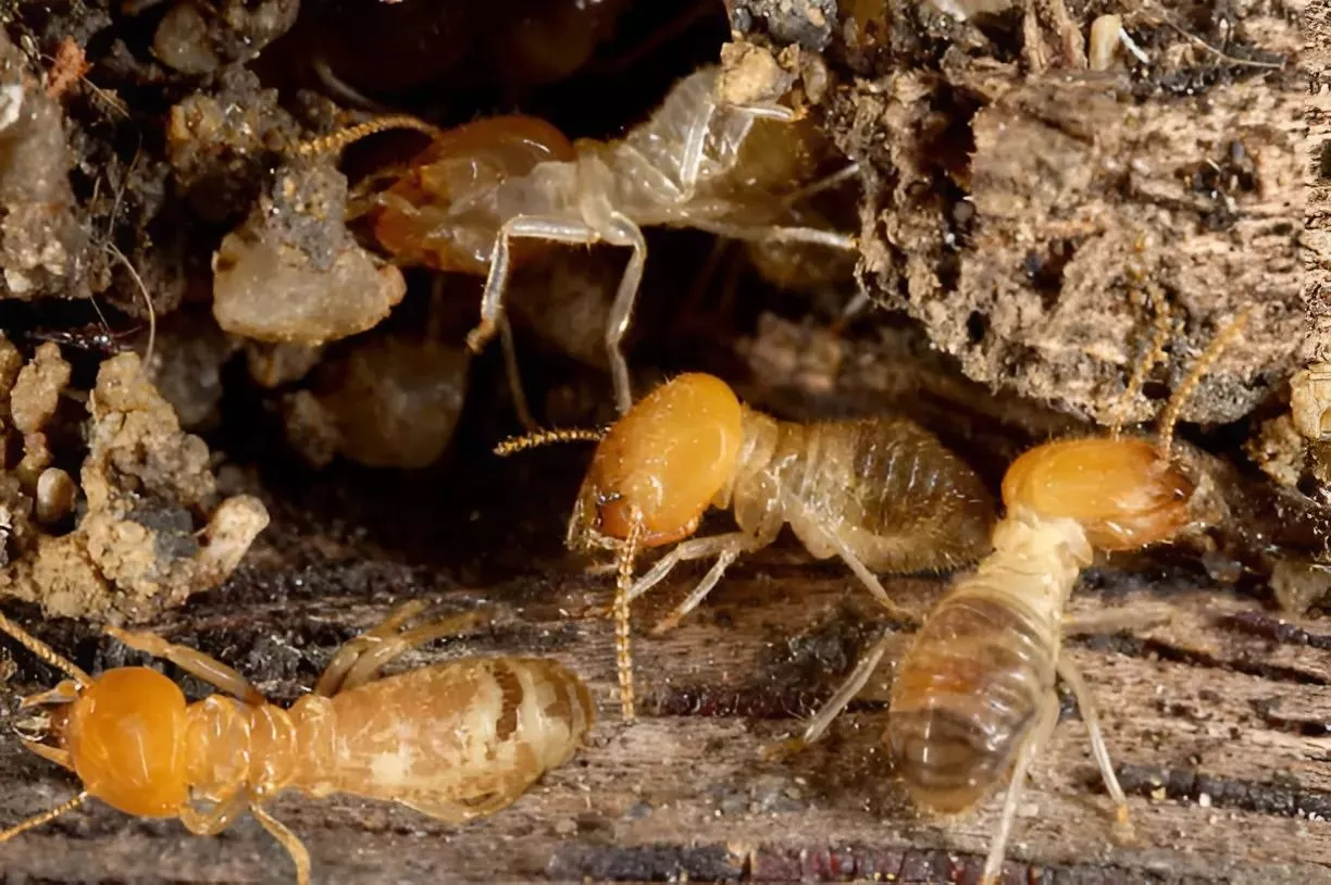 Termite Control Sydney: The Complete Homeowner’s Guide (2025 Edition)